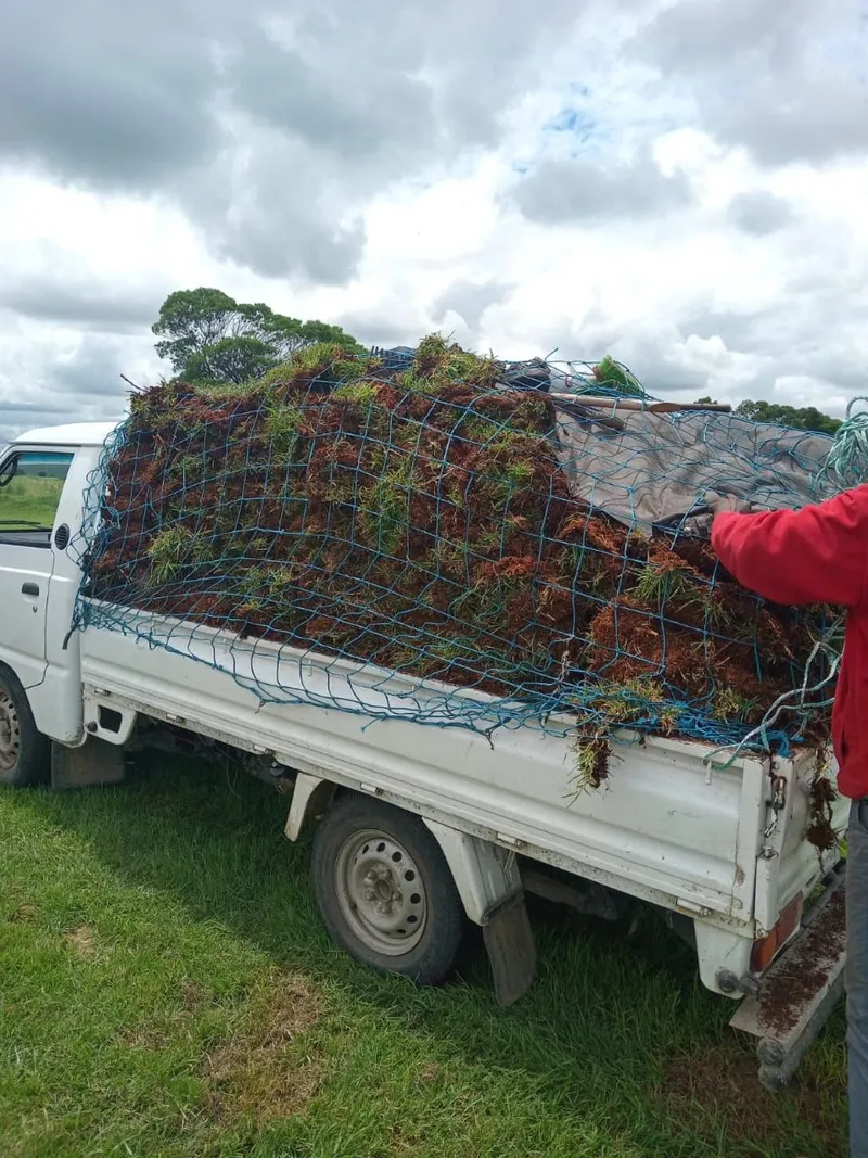 Small white bakkie with a load of grass and garden refuse held down by a blue cargo net