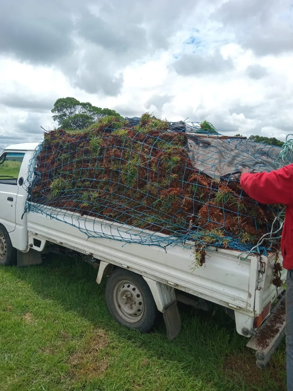 Small white bakkie with a load of grass and garden refuse held down by a blue cargo net