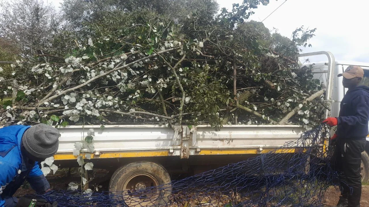 Two workers pulling a blue cargo net over a truck load of leafy cut branches