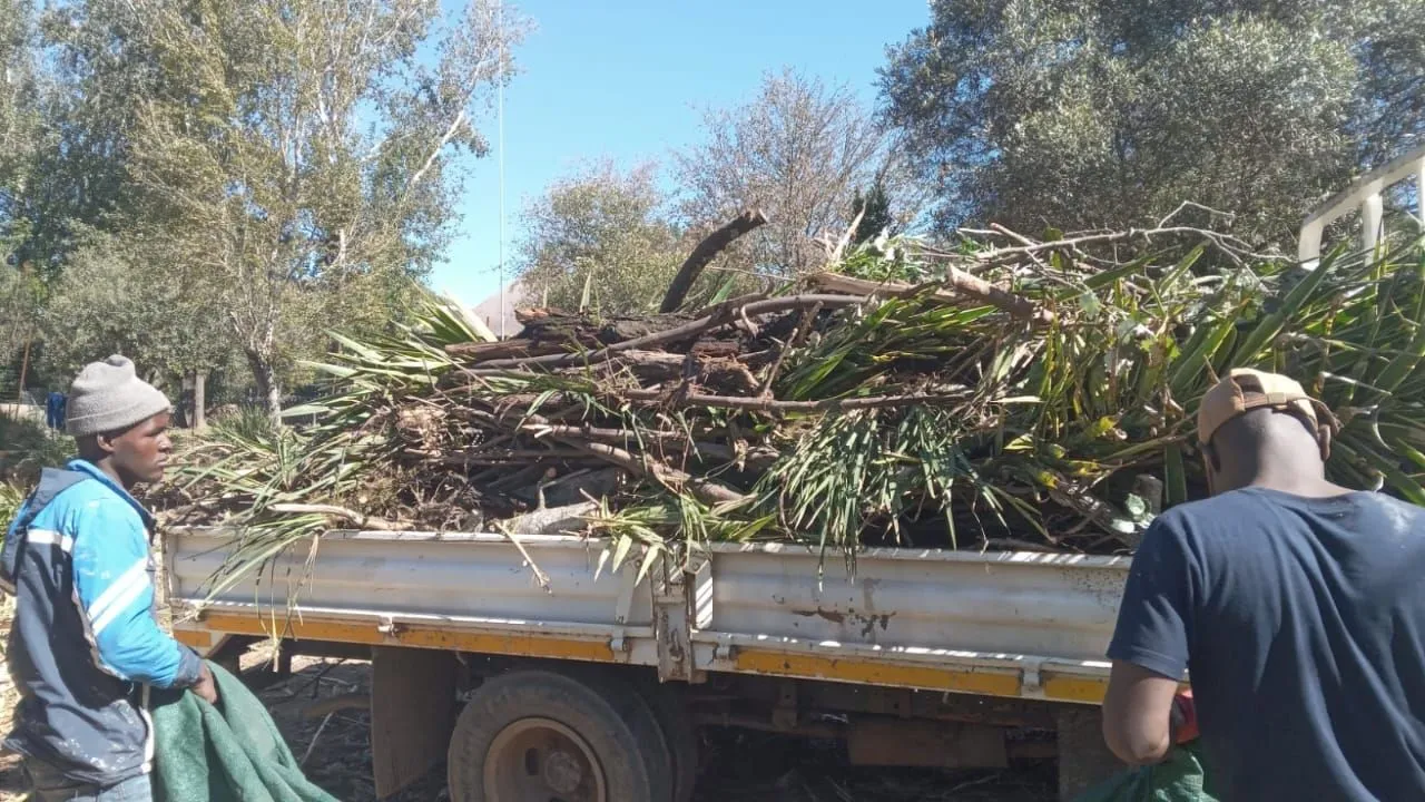 Two workers with a green tarp beside a truck loaded with cut branches and long spiky leaves