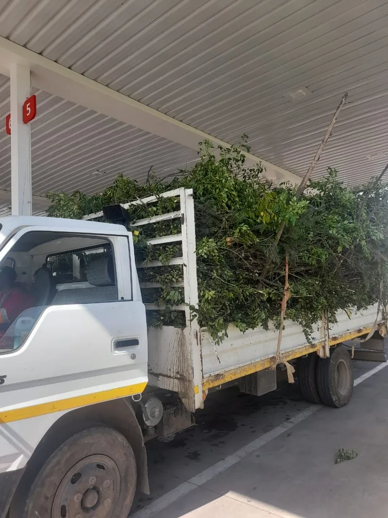 Truck with tall mesh side rails piled with green leafy branches, parked under a roofed canopy