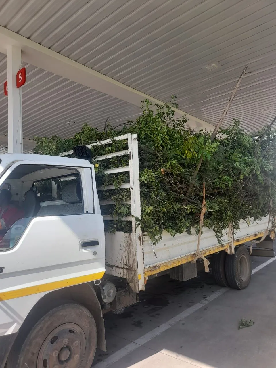 Truck with tall mesh side rails piled with green leafy branches, parked under a roofed canopy