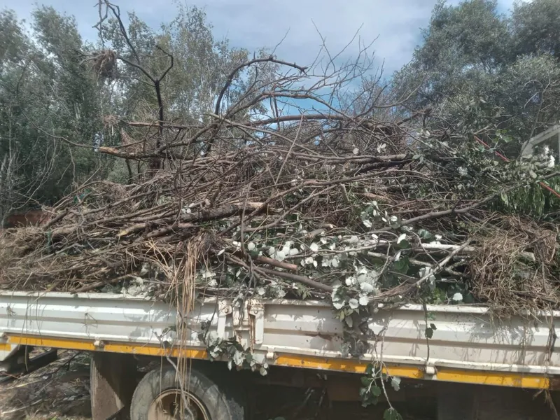 Dropside truck piled high with cut tree branches and brush