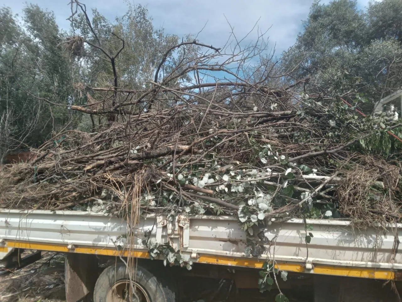 Dropside truck piled high with cut tree branches and brush